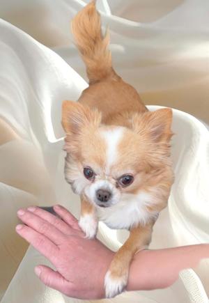 一条彩香の写メ日記｜プレジデントクラブ 吉原高級店ソープ