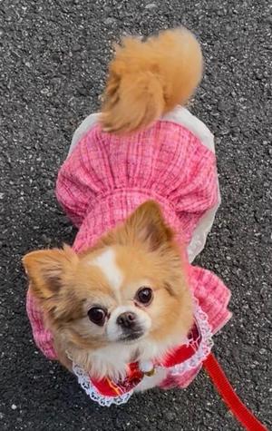 一条彩香の写メ日記｜プレジデントクラブ 吉原高級店ソープ