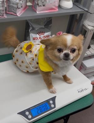 一条彩香の写メ日記｜プレジデントクラブ 吉原高級店ソープ