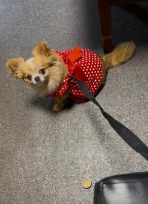 一条彩香の写メ日記｜プレジデントクラブ 吉原高級店ソープ