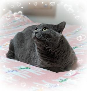 吹石里香の写メ日記|プレジデントクラブ 吉原高級店ソープ