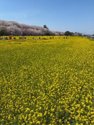 竹下夢路の写メ日記｜プレジデントクラブ 吉原高級店ソープ