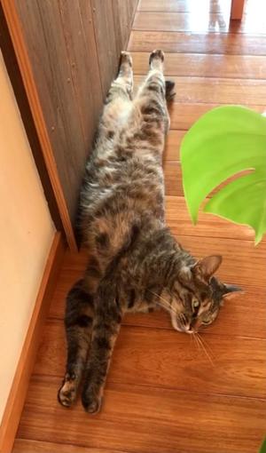 松嶋那々の写メ日記｜プレジデントクラブ 吉原高級店ソープ