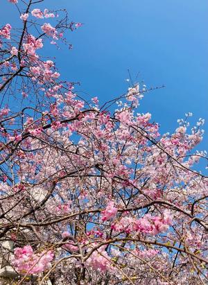 松嶋那々の写メ日記｜プレジデントクラブ 吉原高級店ソープ