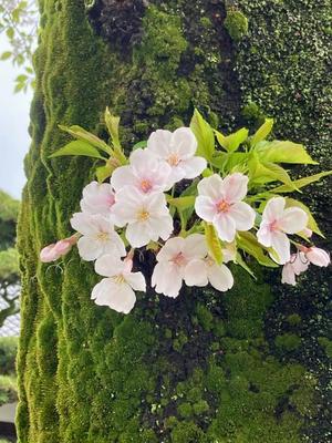 松嶋那々の写メ日記｜プレジデントクラブ 吉原高級店ソープ