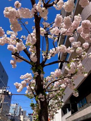 松嶋那々の写メ日記｜プレジデントクラブ 吉原高級店ソープ