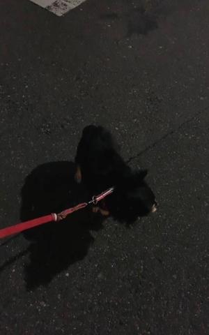 新木りさこの写メ日記｜プレジデントクラブ 吉原高級店ソープ