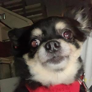 新木りさこの写メ日記｜プレジデントクラブ 吉原高級店ソープ