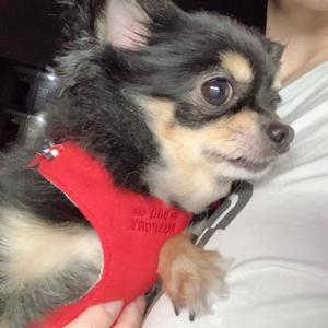 新木りさこの写メ日記｜プレジデントクラブ 吉原高級店ソープ
