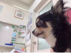 新木りさこの写メ日記｜プレジデントクラブ 吉原高級店ソープ