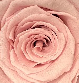 葉月美優の写メ日記｜プレジデントハウス 吉原大衆店ソープ