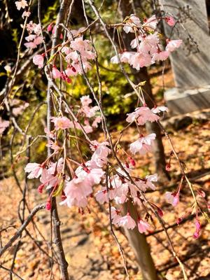 国仲紗花の写メ日記｜プレジデントハウス 吉原大衆店ソープ