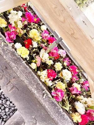 国仲紗花の写メ日記｜プレジデントハウス 吉原大衆店ソープ