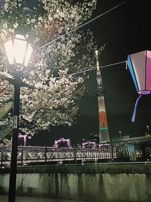 若林美加子の写メ日記｜プレジデントハウス 吉原大衆店ソープ