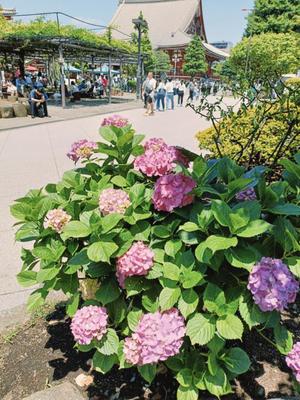 若林美加子の写メ日記｜プレジデントハウス 吉原大衆店ソープ