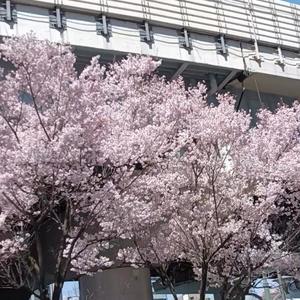 若林美加子の写メ日記｜プレジデントハウス 吉原大衆店ソープ