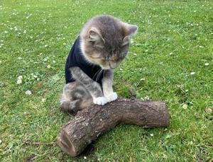 桜井ももの写メ日記｜プレジデントハウス 吉原大衆店ソープ