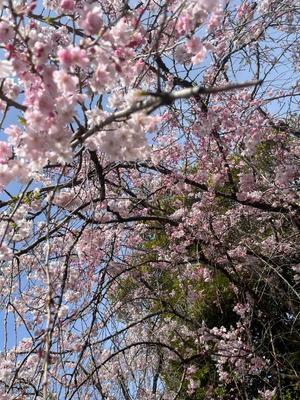 岡 かなえの写メ日記｜プレジデントハウス 吉原大衆店ソープ