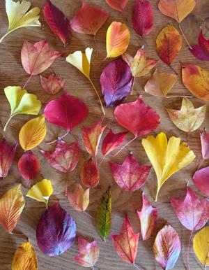 高嶋 玲の写メ日記｜プレジデントハウス 吉原大衆店ソープ