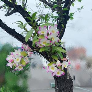 成瀬まこの写メ日記｜プレジデントハウス 吉原大衆店ソープ