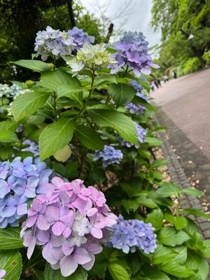 牧村彩加の写メ日記｜プレジデントハウス 吉原大衆店ソープ