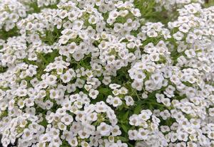 天海佑梨の写メ日記｜プレジデントハウス 吉原大衆店ソープ