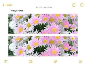 篠原詩織の写メ日記｜プレジデントハウス 吉原大衆店ソープ