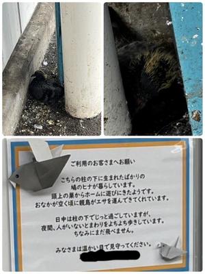 新名美緒の写メ日記｜プレジデントハウス 吉原大衆店ソープ