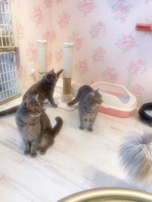 新名美緒の写メ日記｜プレジデントハウス 吉原大衆店ソープ