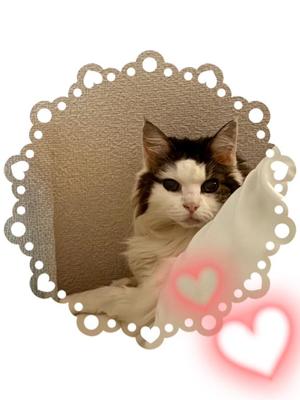 桐谷かなの写メ日記｜プレジデントハウス 吉原大衆店ソープ