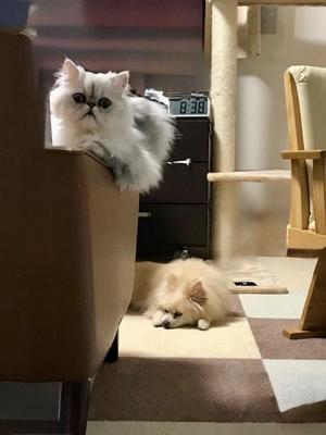 桐谷かなの写メ日記｜プレジデントハウス 吉原大衆店ソープ