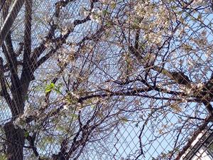 吉原未知留の写メ日記｜プレジデントハウス 吉原大衆店ソープ