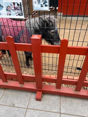 琴音みやびの写メ日記｜プレジデントハウス 吉原大衆店ソープ