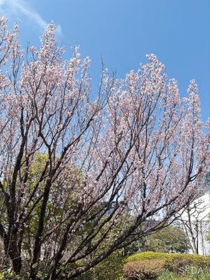 橘 みわの写メ日記｜プレジデントハウス 吉原大衆店ソープ