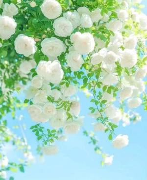 橘 みわの写メ日記｜プレジデントハウス 吉原大衆店ソープ