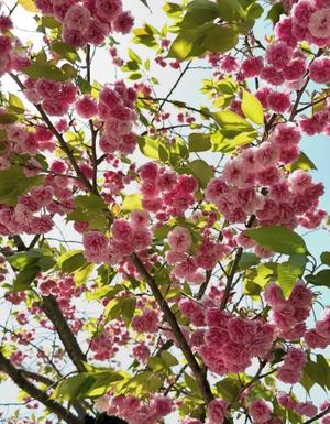 橘 みわの写メ日記｜プレジデントハウス 吉原大衆店ソープ