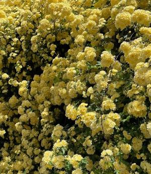 橘 みわの写メ日記｜プレジデントハウス 吉原大衆店ソープ