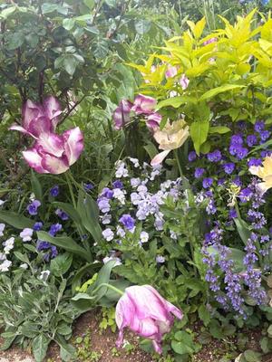 橘 みわの写メ日記｜プレジデントハウス 吉原大衆店ソープ