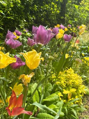 橘 みわの写メ日記｜プレジデントハウス 吉原大衆店ソープ