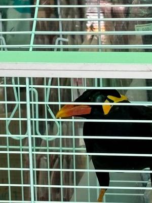 飛鳥南の写メ日記｜プレジデントハウス 吉原大衆店ソープ
