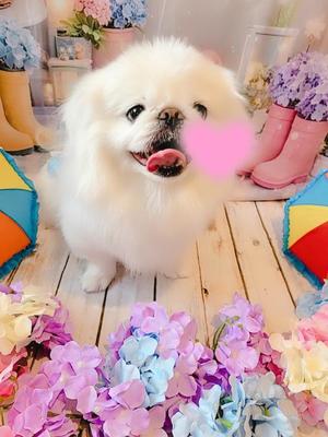 愛原よし乃の写メ日記｜ローテンブルク 吉原高級店ソープ