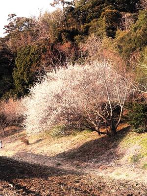 本多真歩の写メ日記｜ローテンブルク 吉原高級店ソープ