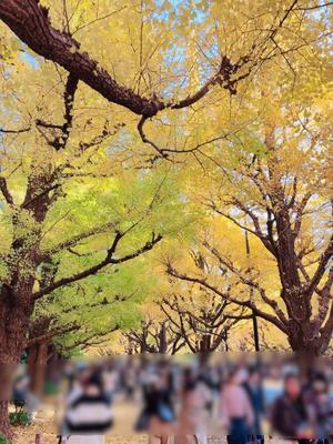 八代麻里江の写メ日記｜ローテンブルク 吉原高級店ソープ