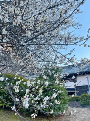 長門明奈の写メ日記｜ローテンブルク 吉原高級店ソープ