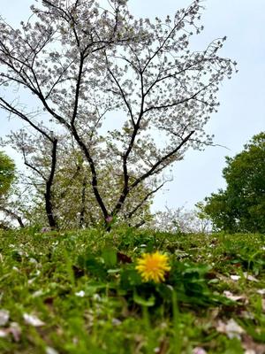 長門明奈の写メ日記｜ローテンブルク 吉原高級店ソープ