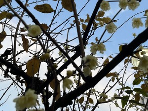 天野いくみの写メ日記｜ローテンブルク 吉原高級店ソープ