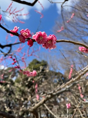 天野いくみの写メ日記｜ローテンブルク 吉原高級店ソープ