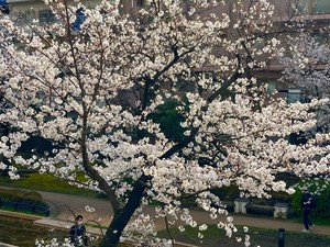 天野いくみの写メ日記｜ローテンブルク 吉原高級店ソープ
