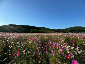 星月彩花の写メ日記｜ローテンブルク 吉原高級店ソープ