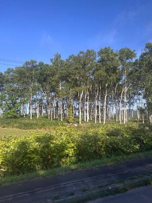夢野 雅の写メ日記｜ローテンブルク 吉原高級店ソープ